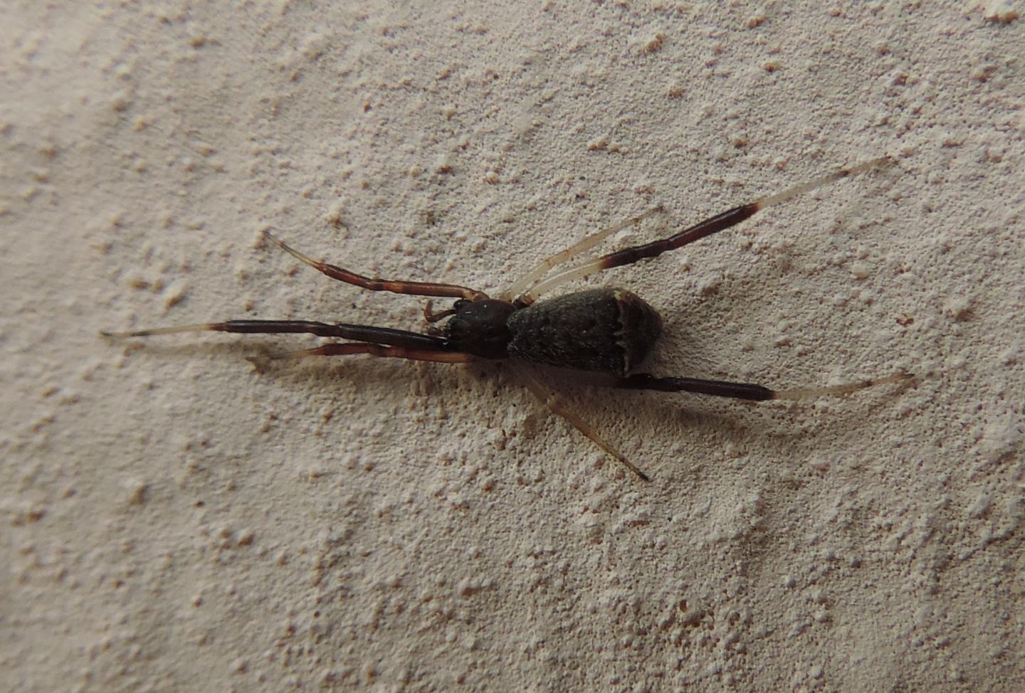 Episinus truncatus?