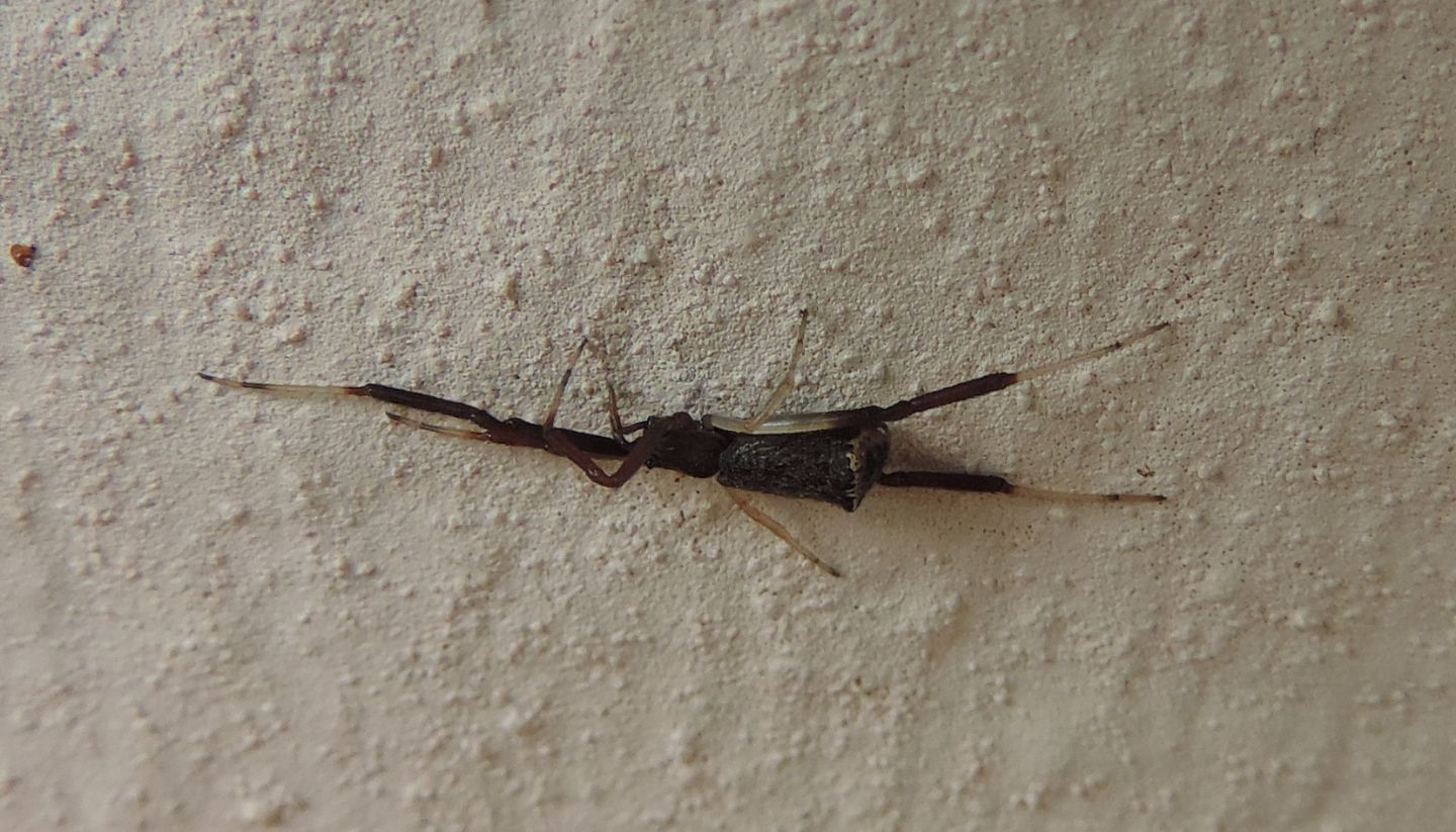 Episinus truncatus?