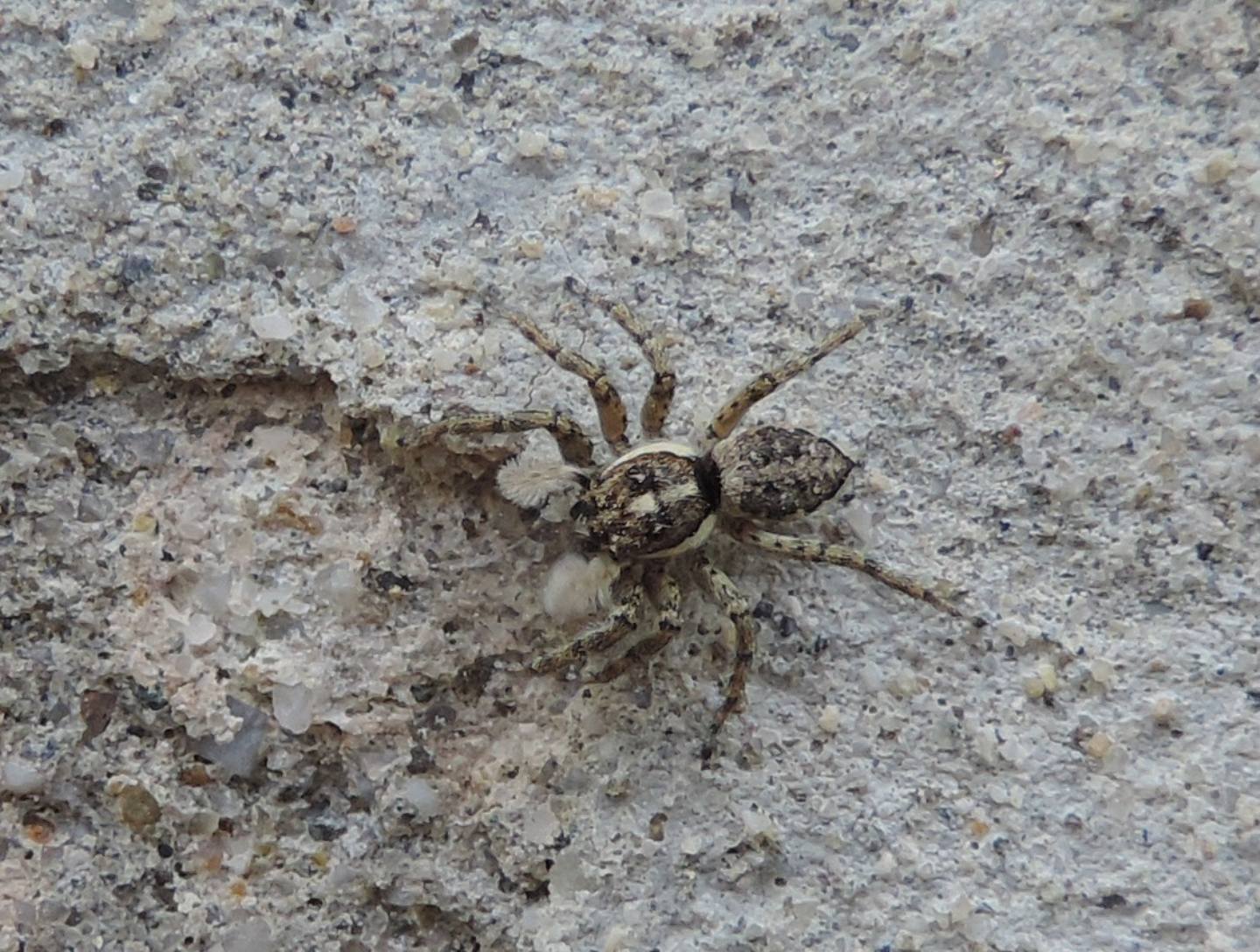 Menemerus semilimbatus?