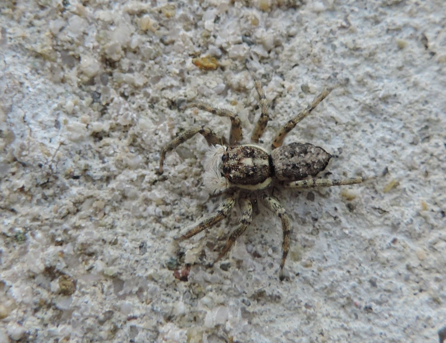 Menemerus semilimbatus?