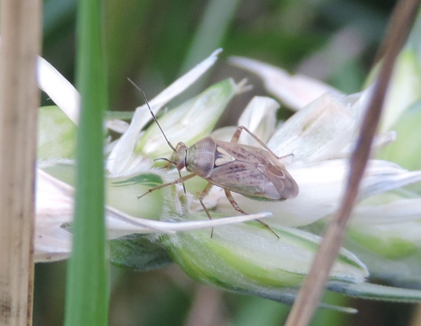 Lygus pratensis?
