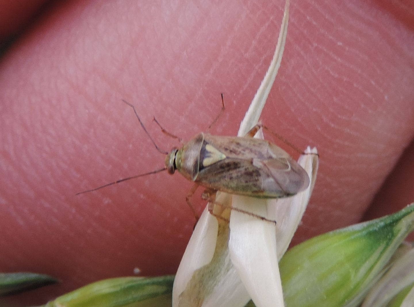 Lygus pratensis?