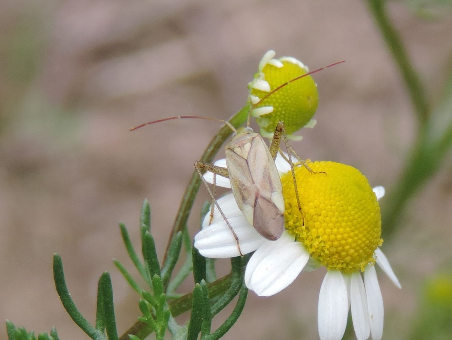 Adelphocoris lineolatus?