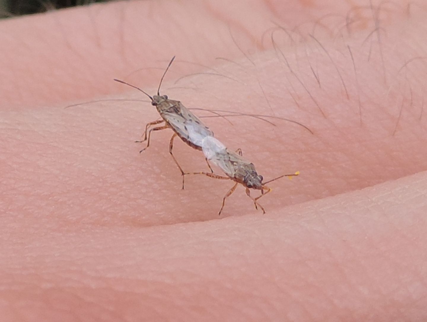 Forse Stictopleurus? No, Nysius sp.