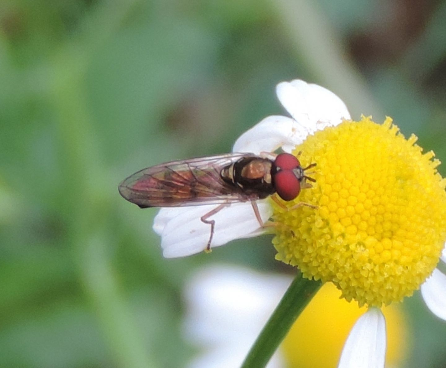 Piccolo Syrphidae? Si, Melanostoma scalare maschio