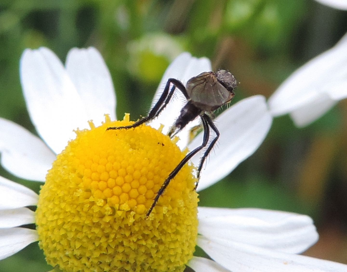 Empididae? Si, Empis (Euempis) cf. sericans