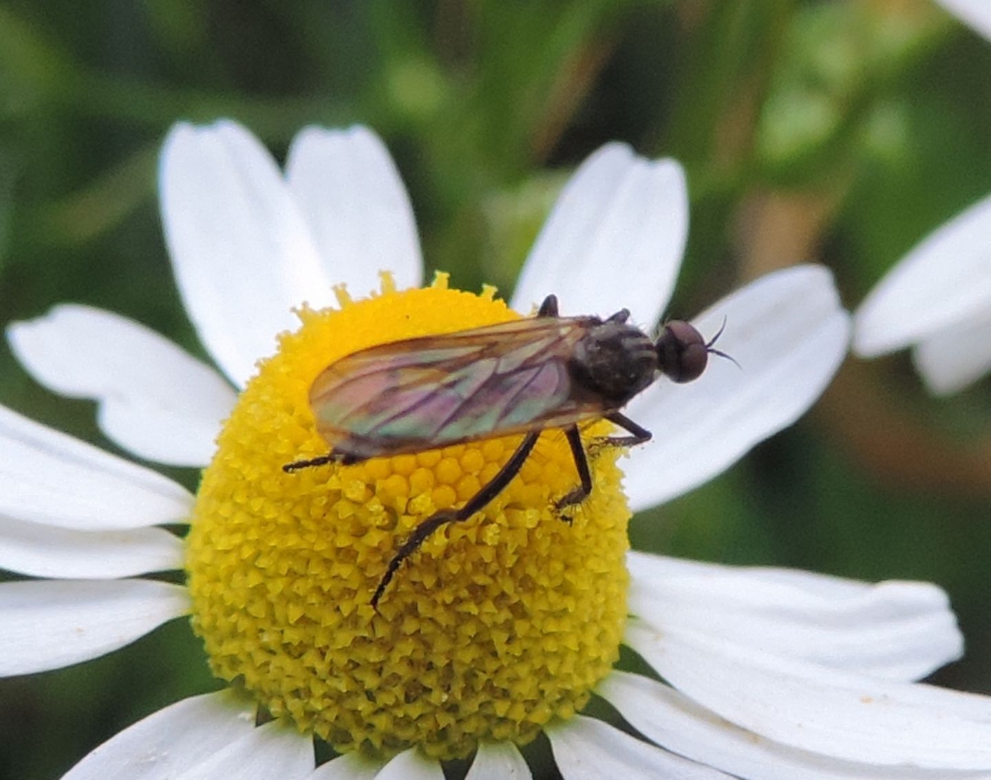 Empididae? Si, Empis (Euempis) cf. sericans