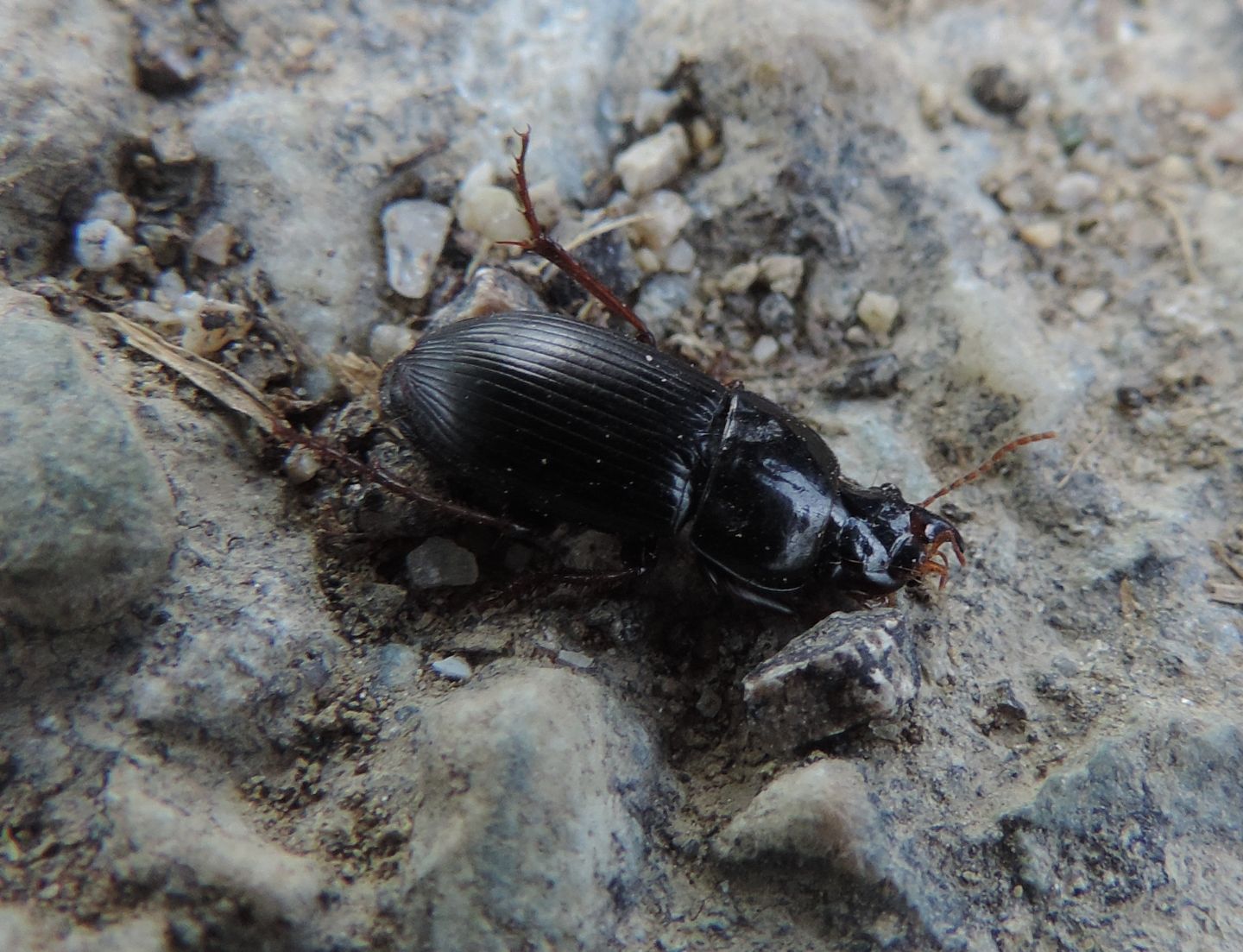 Carabidae schiacciato da identificare:  Harpalus cfr. tardus