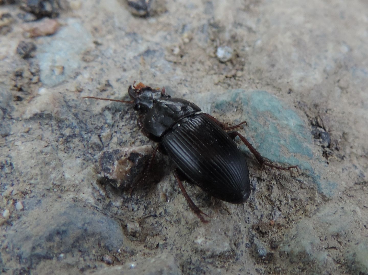 Carabidae schiacciato da identificare:  Harpalus cfr. tardus