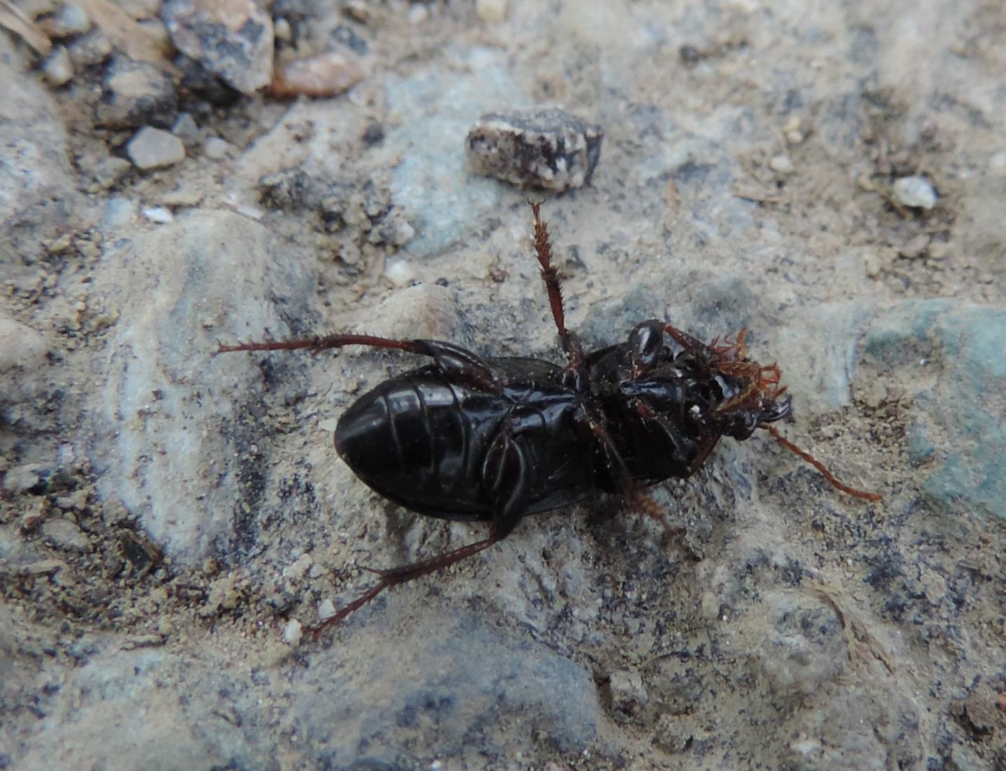 Carabidae schiacciato da identificare:  Harpalus cfr. tardus