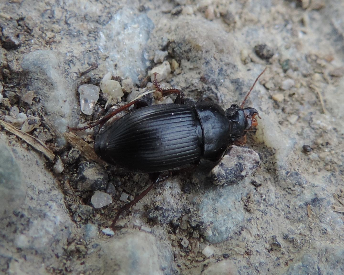 Carabidae schiacciato da identificare:  Harpalus cfr. tardus