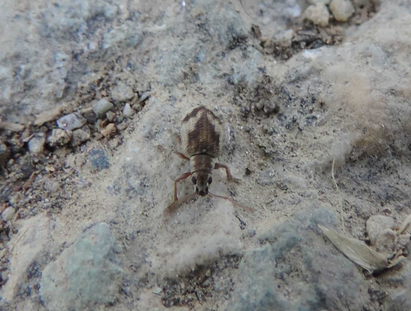 Minuscolo Curculionidae:    Pseudomyllocerus sinuatus