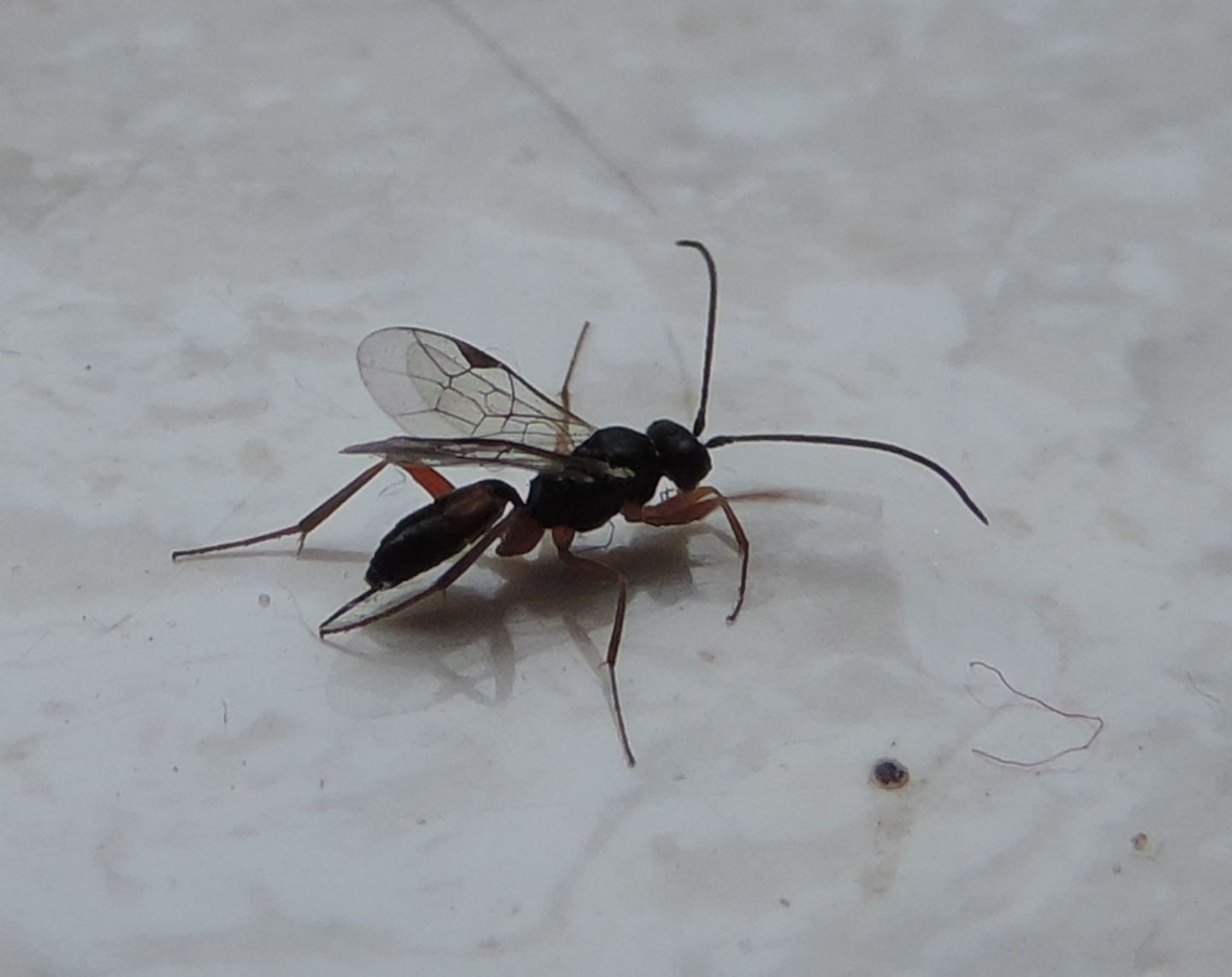 Braconidae?  No, Ichneumonidae Cryptinae