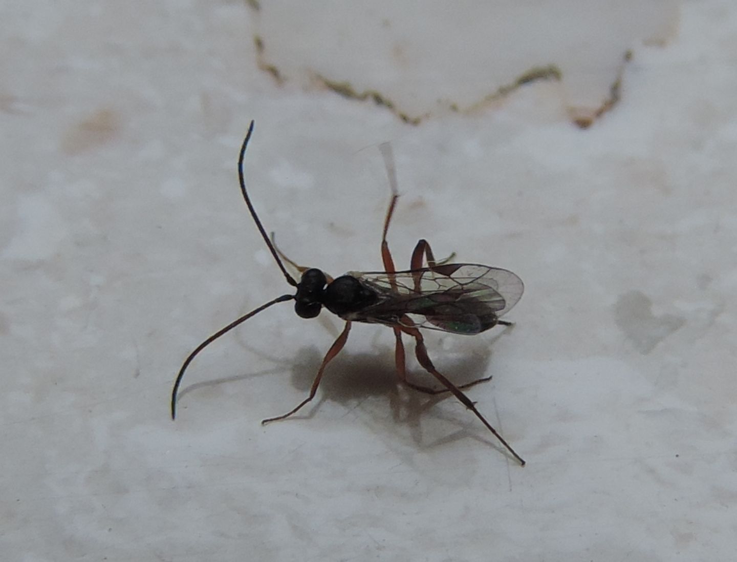 Braconidae?  No, Ichneumonidae Cryptinae