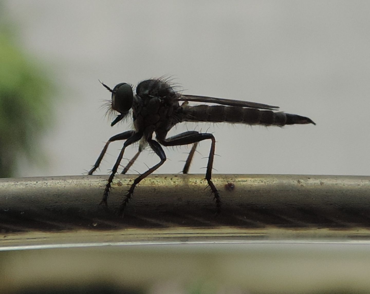 Piccolo Asilidae da identificare: femmina di Neomochtherus sp.