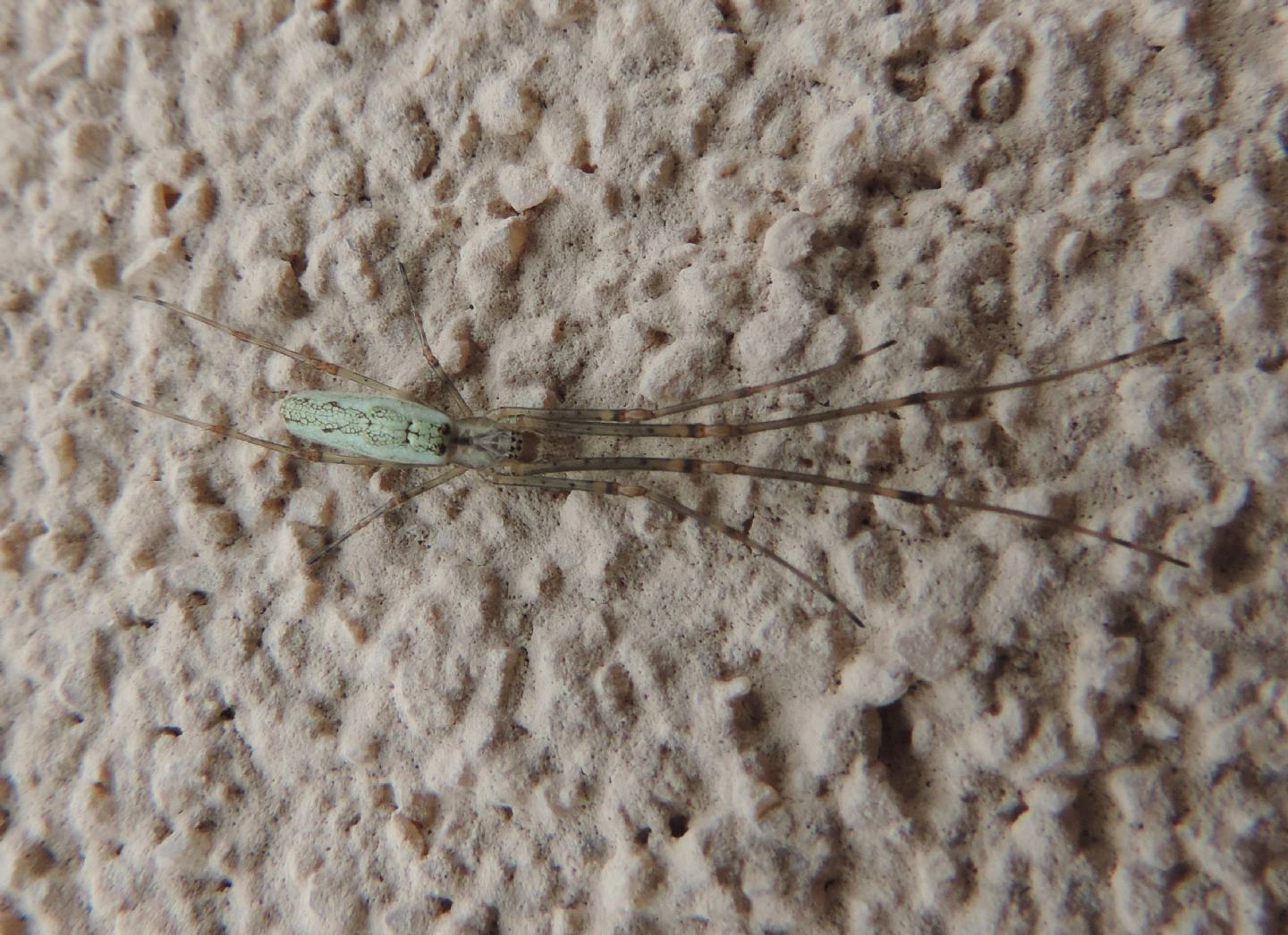 Tetragnatha?