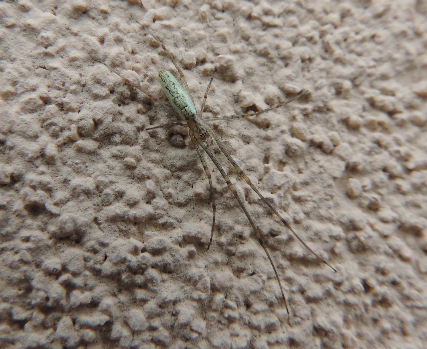Tetragnatha?