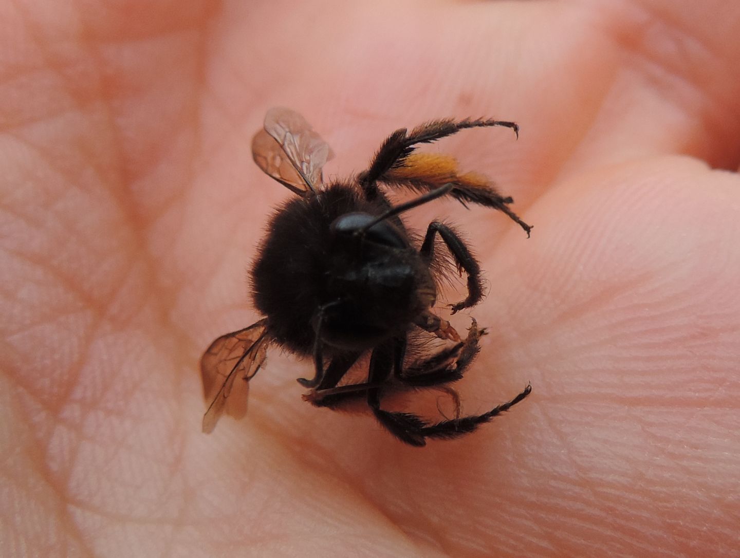 Chalicodoma parietina?  No, Anthophora plumipes var. niger, femmina