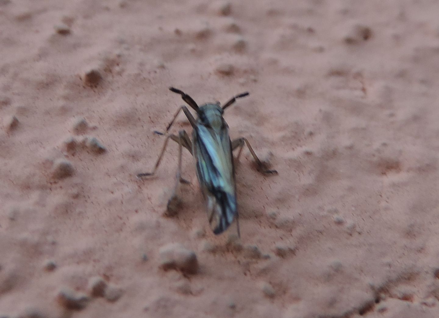 Delphax sp. Delphacidae
