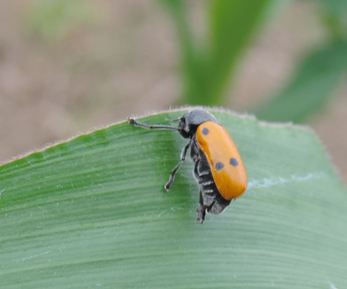 Lachnaia italica? S.