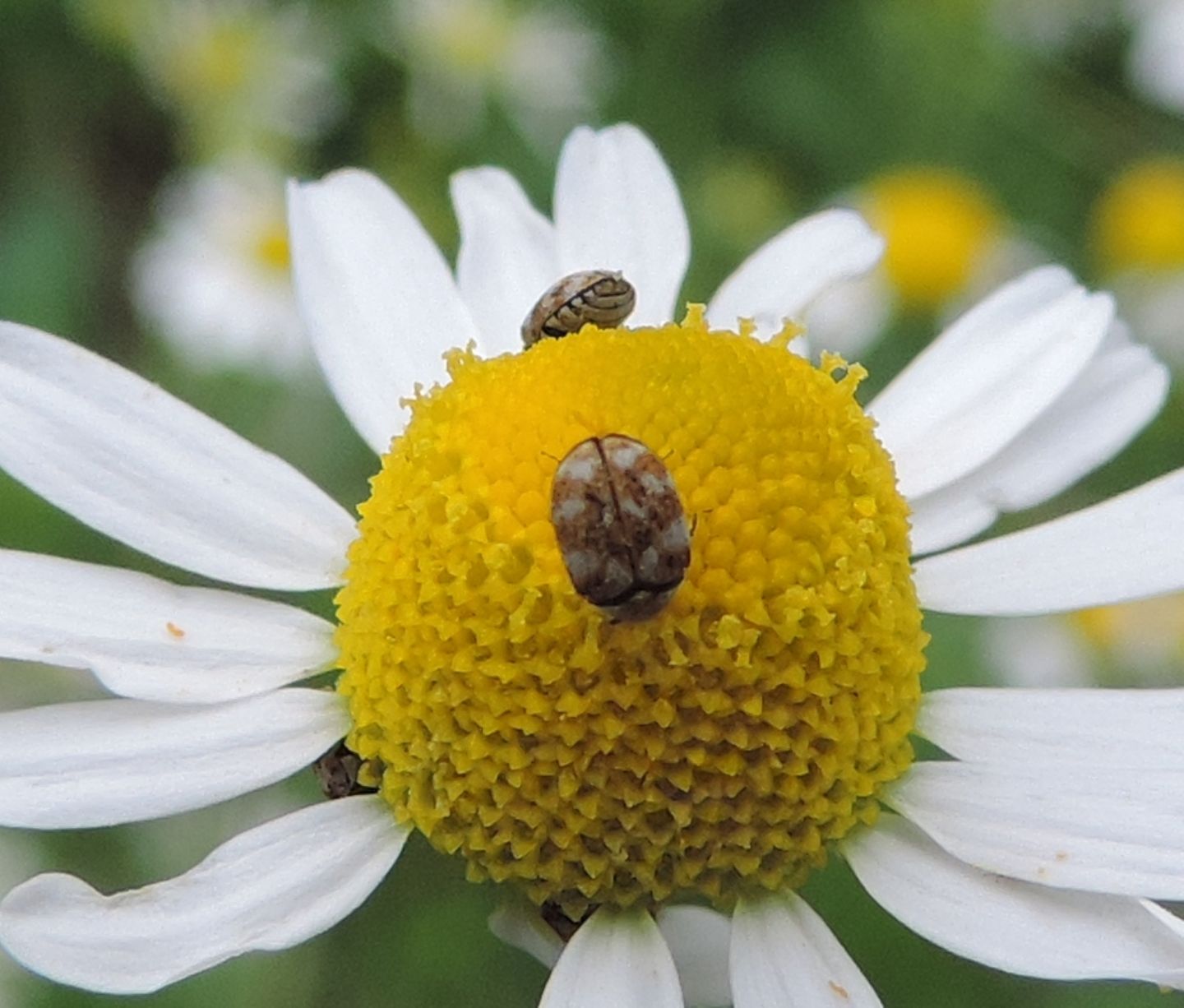 altro Anthrenus verbasci, Dermestidae.