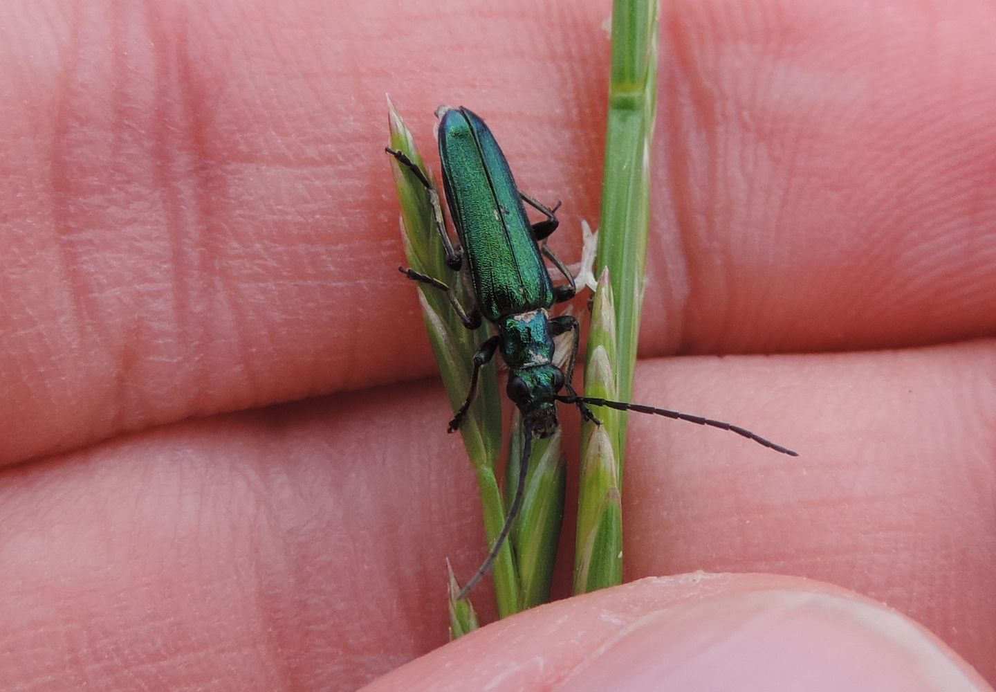 maschio di Anogcodes seladonius alpinus, Oedemeridae