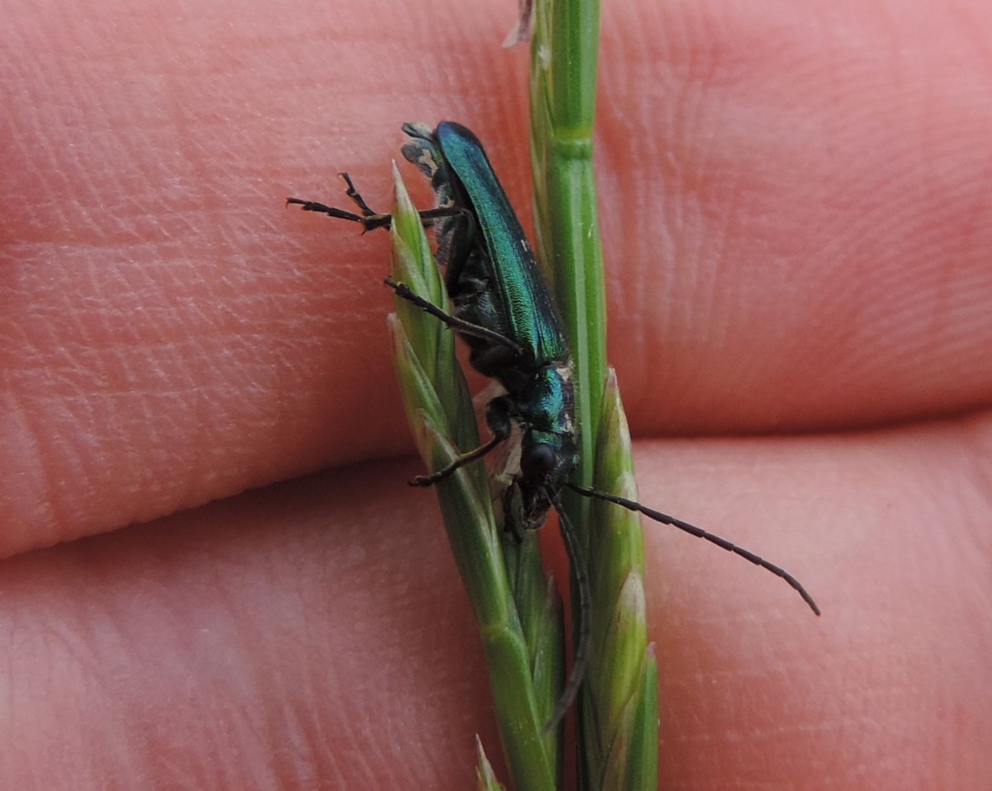 maschio di Anogcodes seladonius alpinus, Oedemeridae