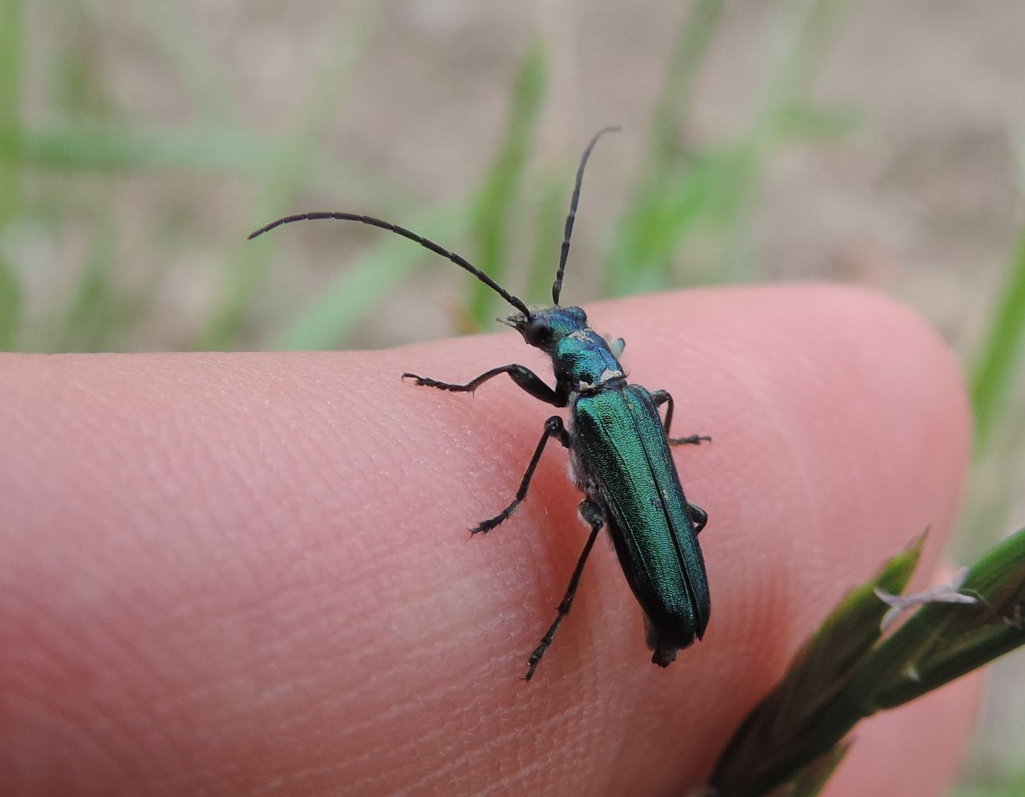 maschio di Anogcodes seladonius alpinus, Oedemeridae