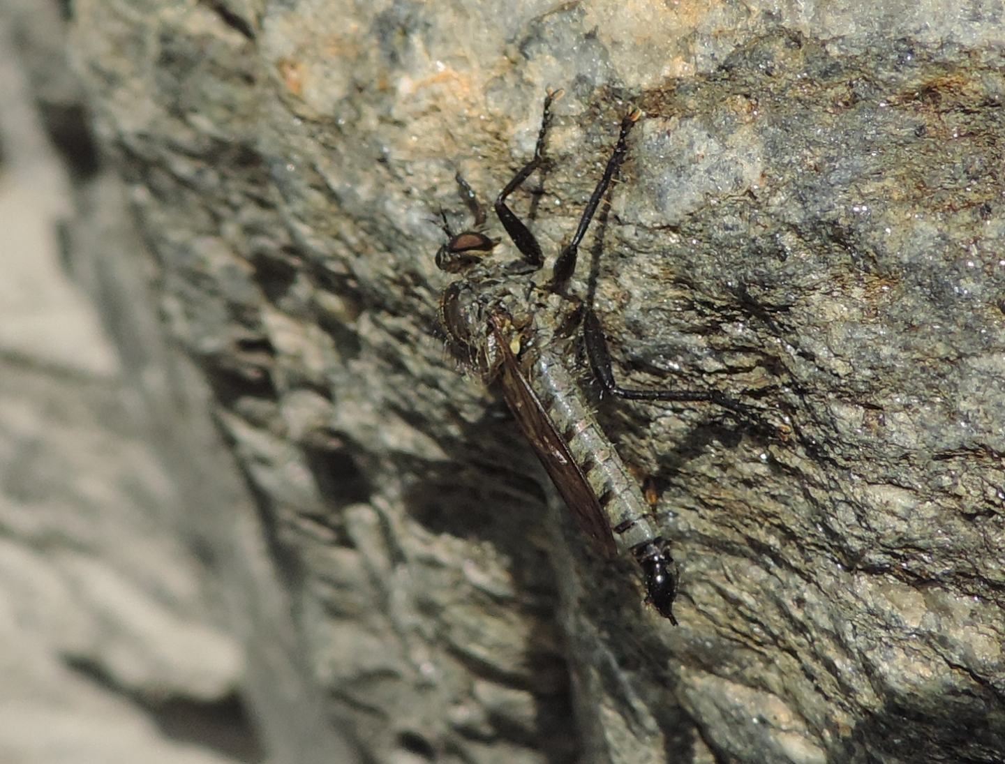 Asilidae:  Didysmachus picipes