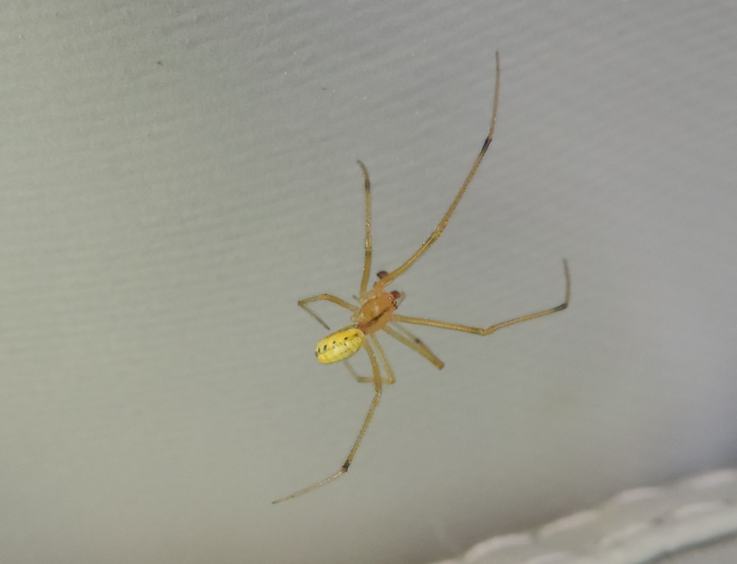 Maschio di Enoplognatha sp. - Salbertrand (TO)