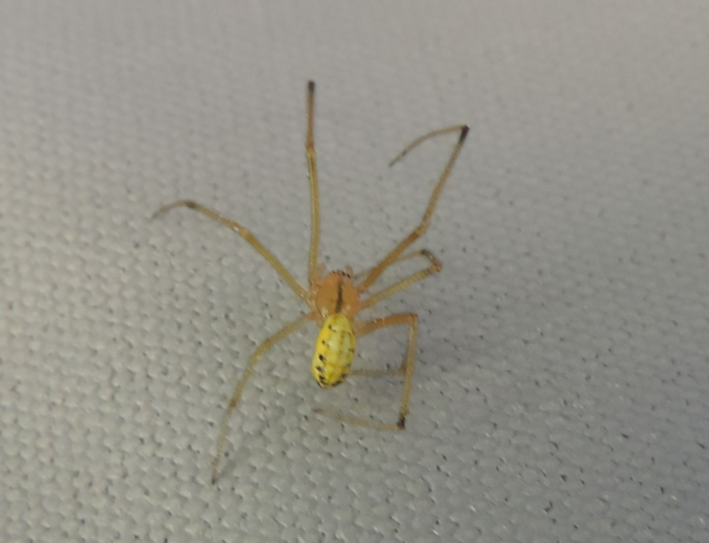 Maschio di Enoplognatha sp. - Salbertrand (TO)