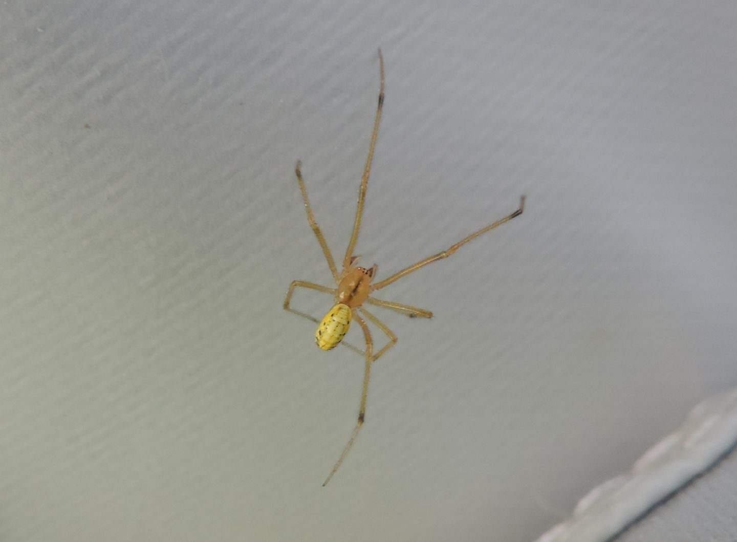 Maschio di Enoplognatha sp. - Salbertrand (TO)