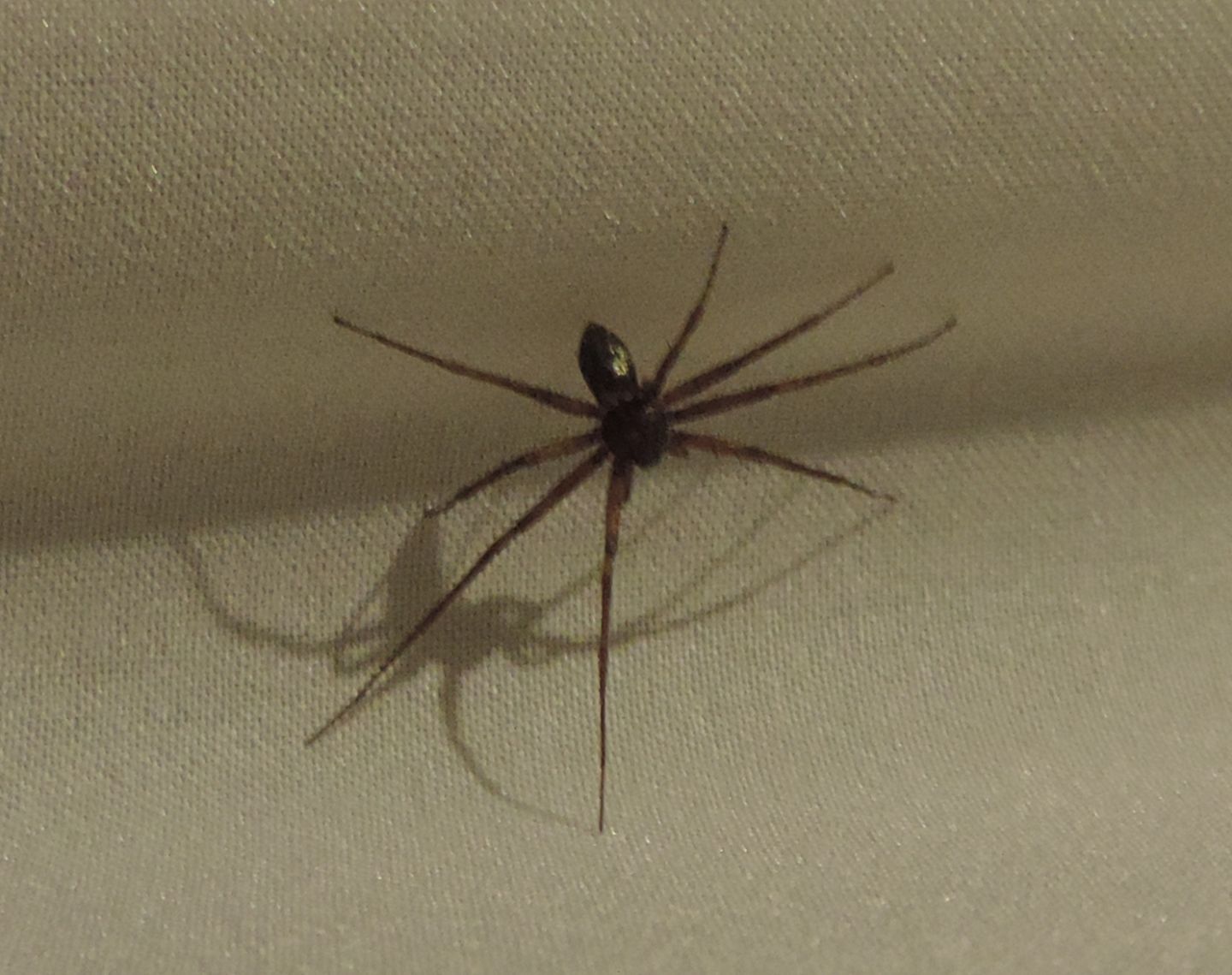 Maschio di Philodromus sp. - Salbertrand (TO)