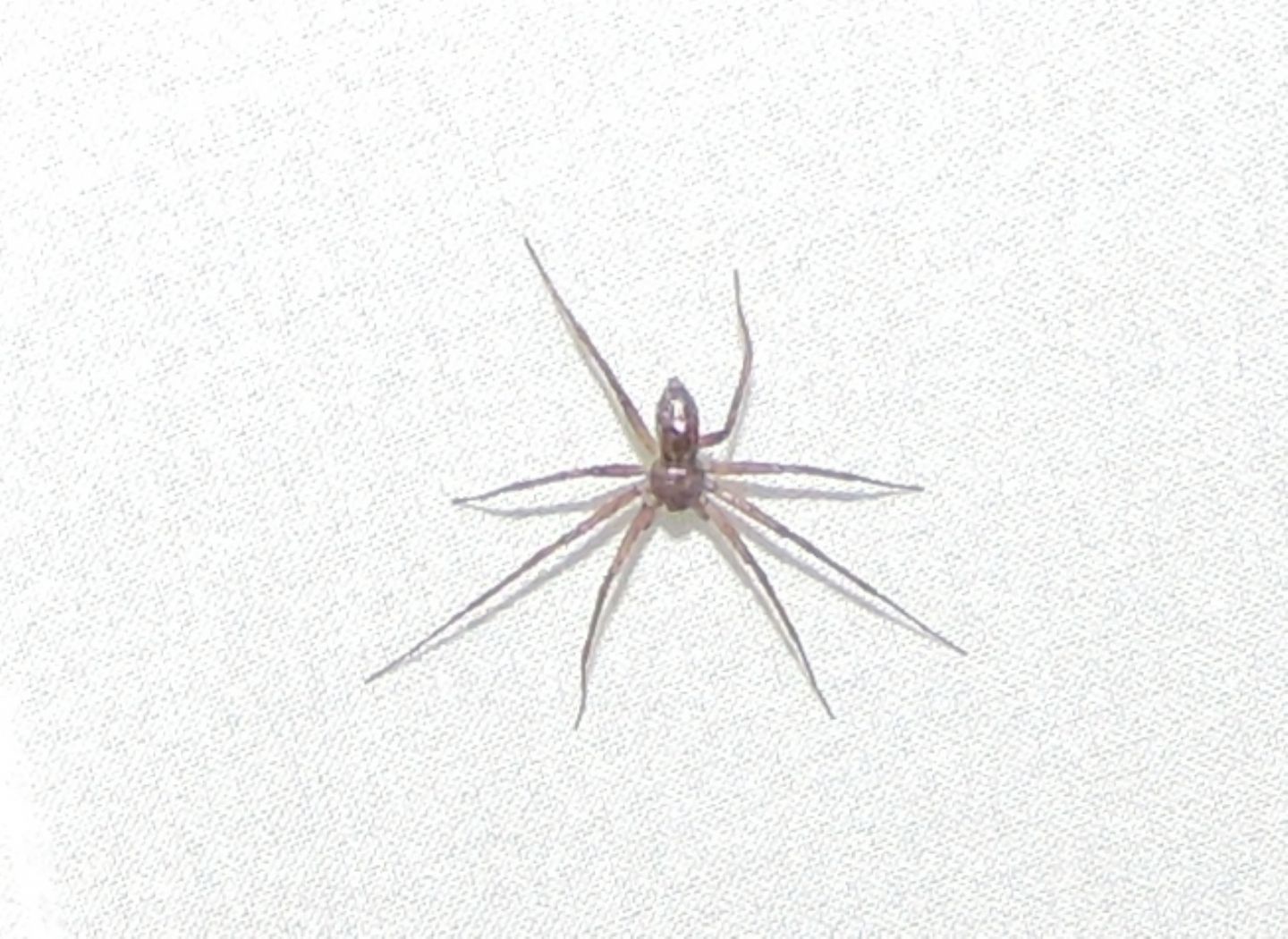 Maschio di Philodromus sp. - Salbertrand (TO)