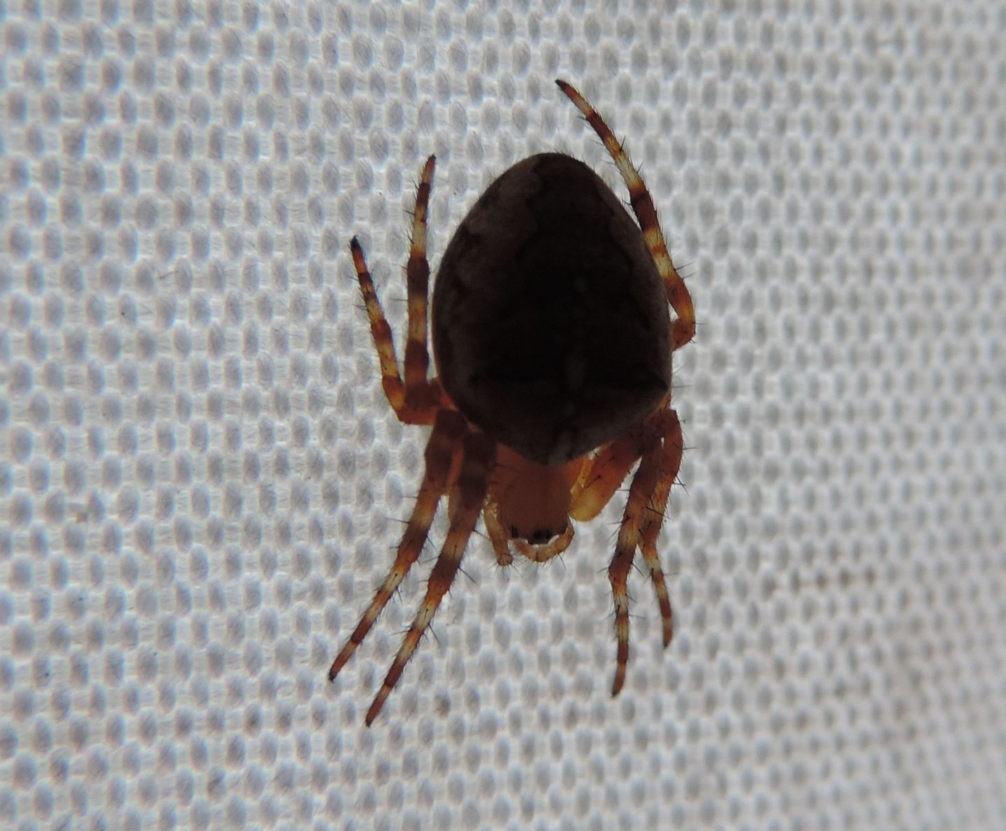 Araneidae: Araneus diadematus  - Salbertrand (TO)