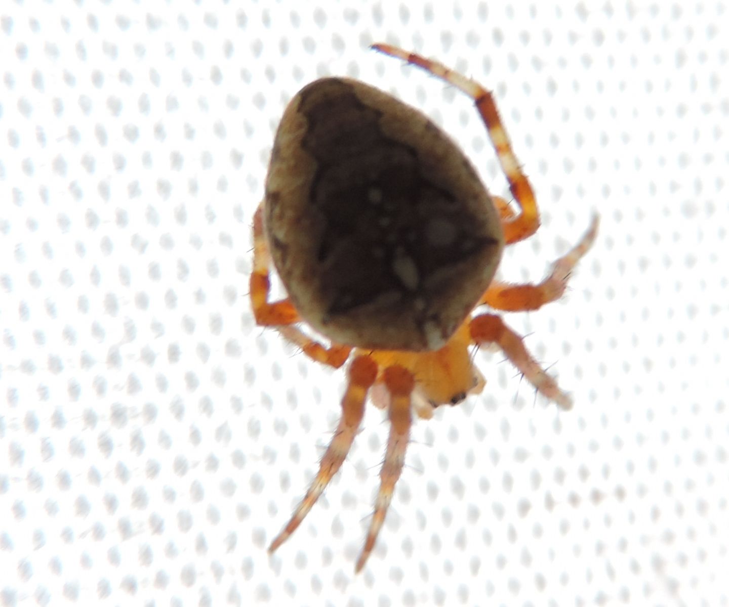 Araneidae: Araneus diadematus  - Salbertrand (TO)