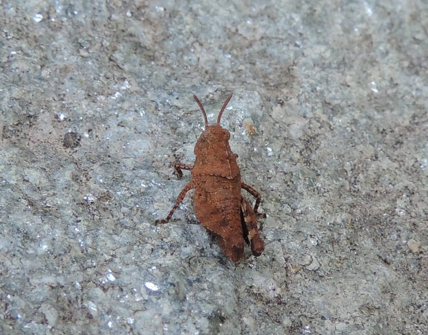 giovane Oedipoda?