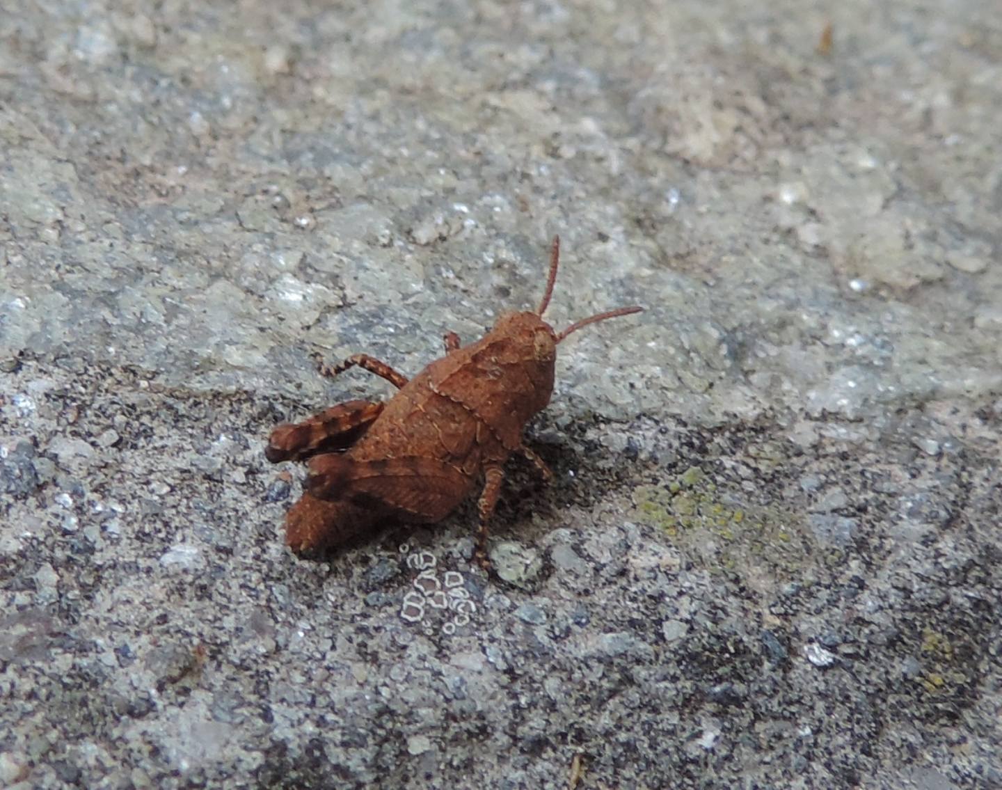 giovane Oedipoda?