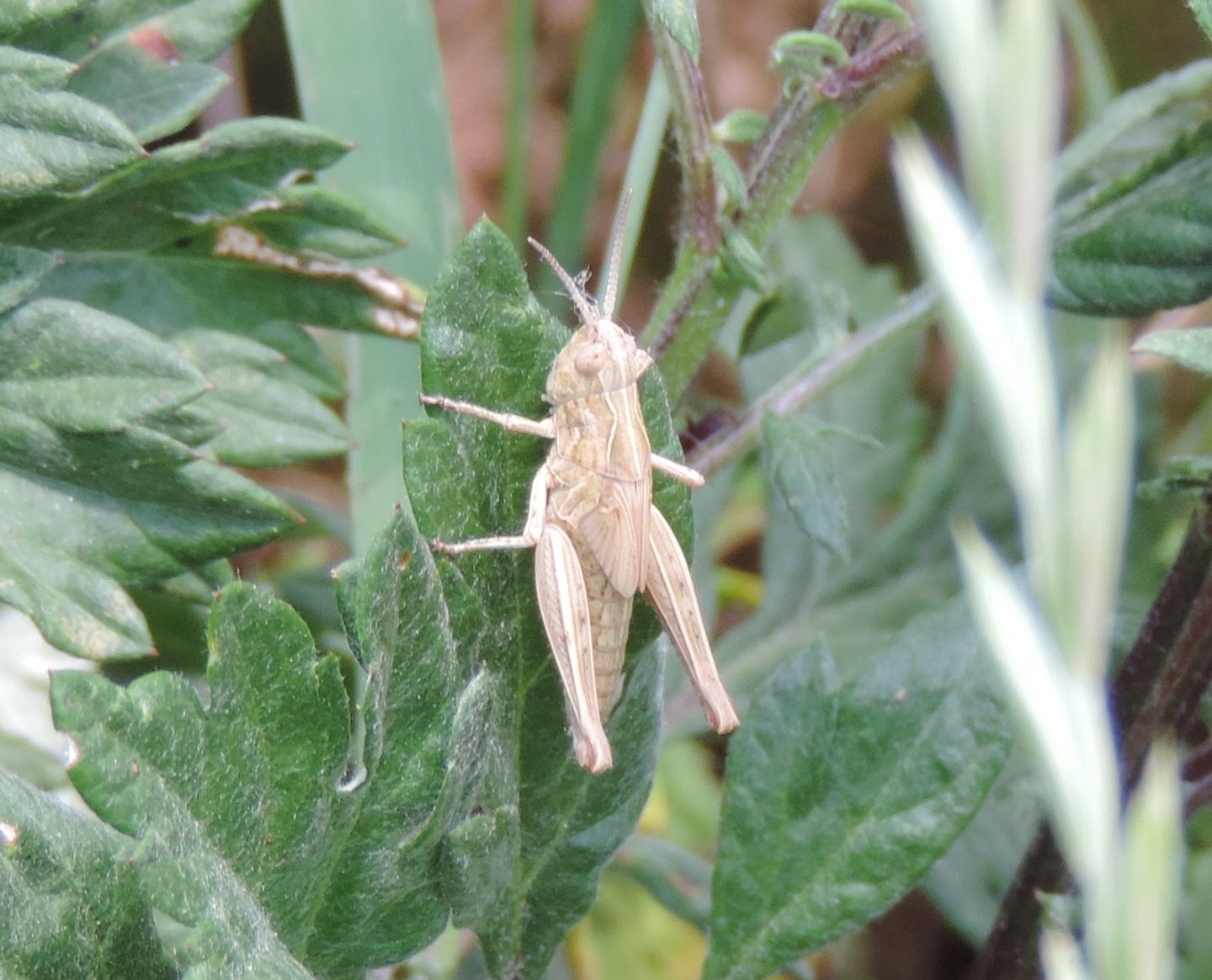 Acrididae da identificare: cfr. Chorthippus (Glyptobothrus) sp.