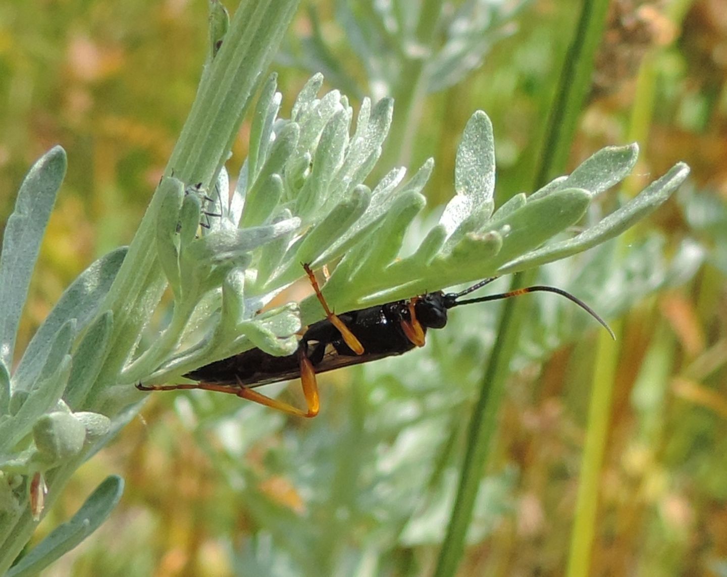 Ichneumon?