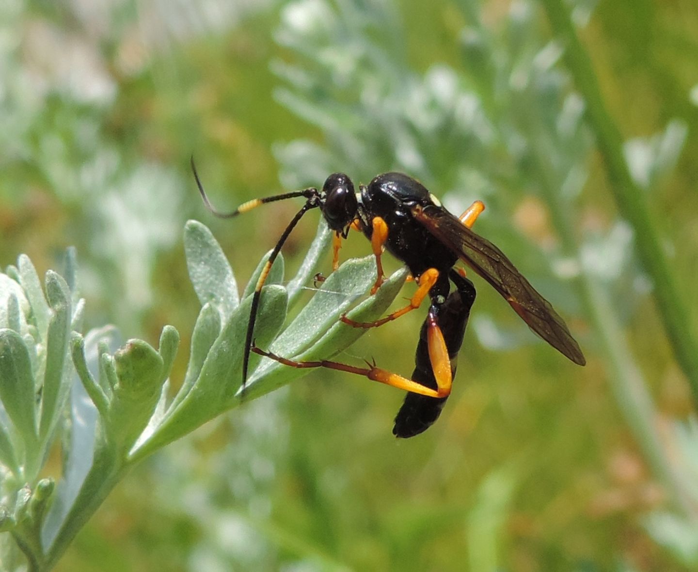 Ichneumon?