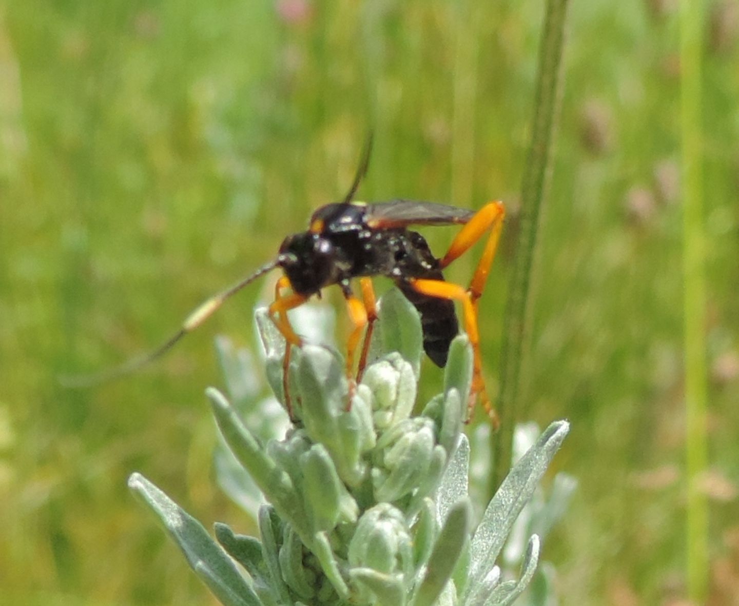 Ichneumon?