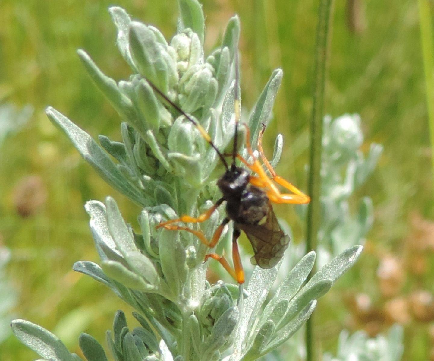 Ichneumon?