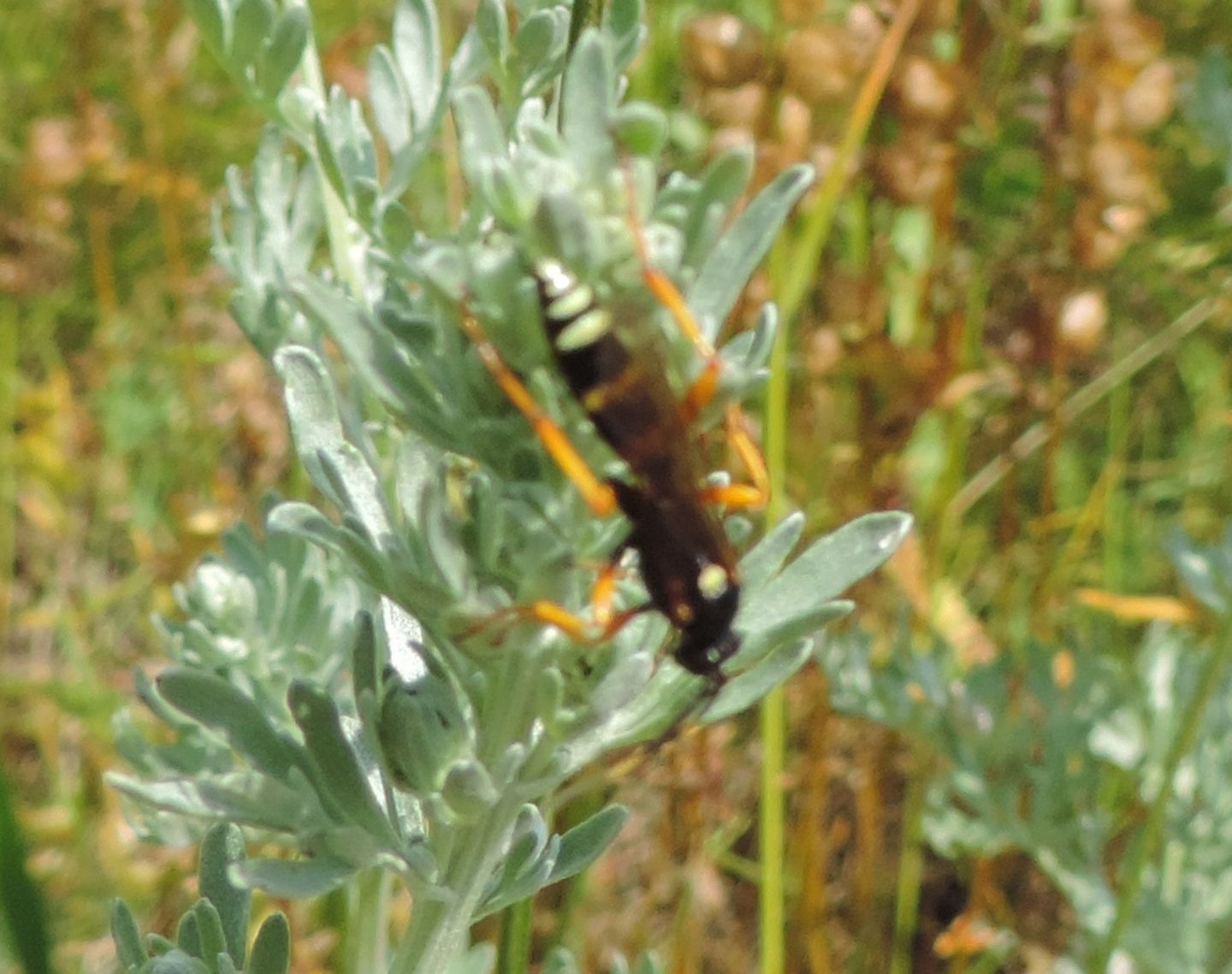 Ichneumon?