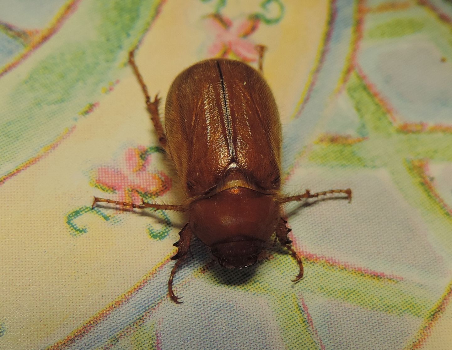 Amphimallon cfr. assimile (Melolonthidae)