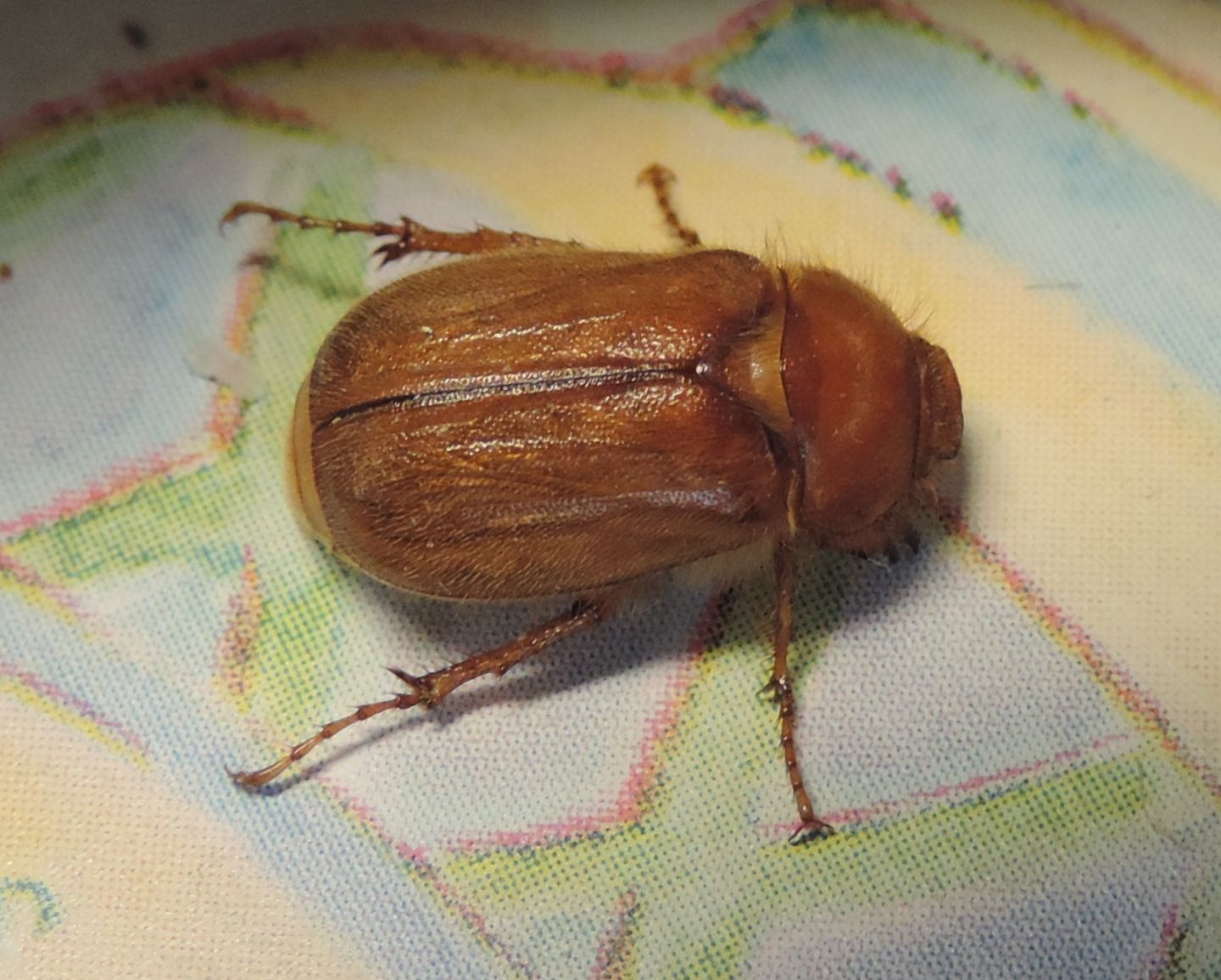 Amphimallon cfr. assimile (Melolonthidae)