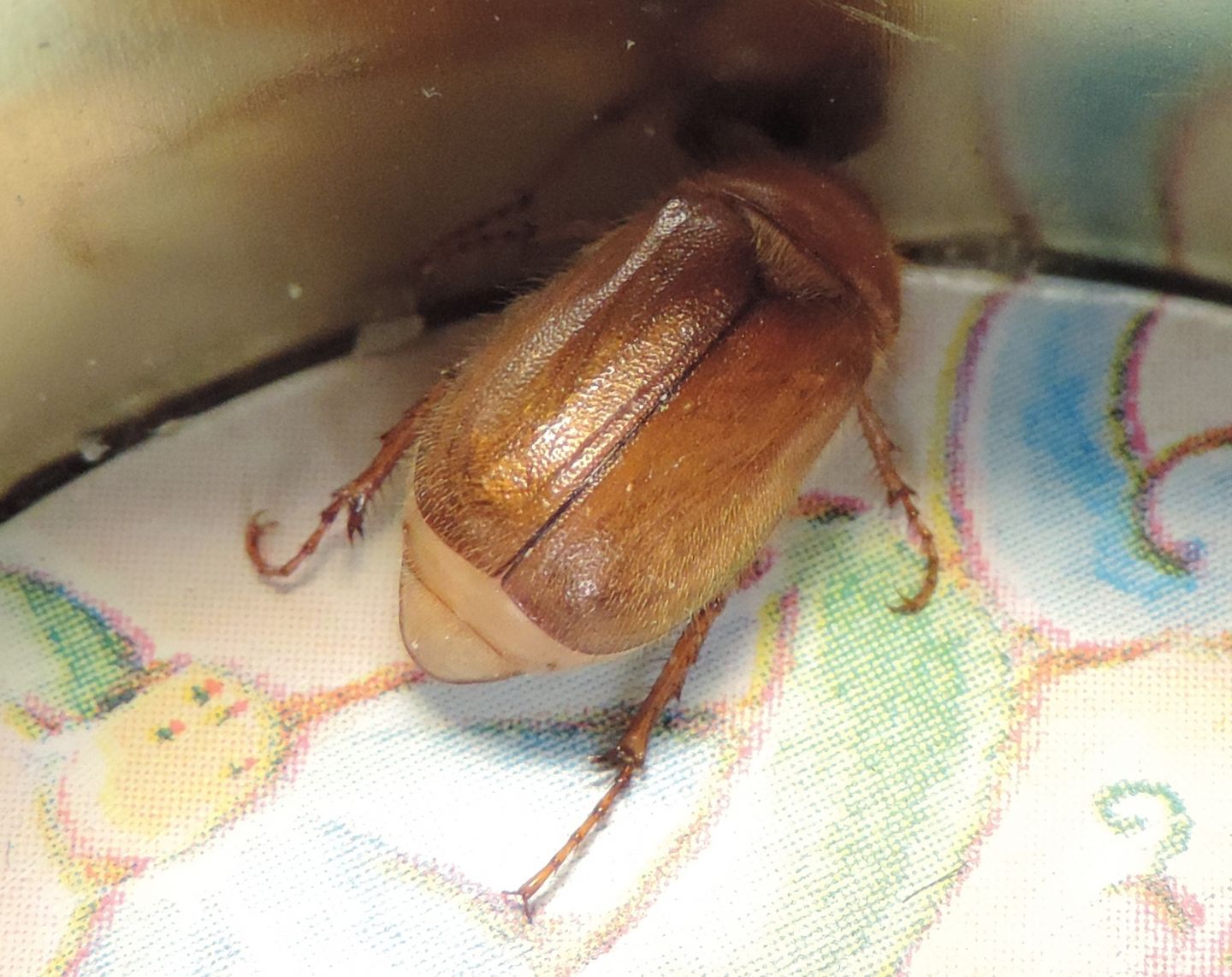 Amphimallon cfr. assimile (Melolonthidae)