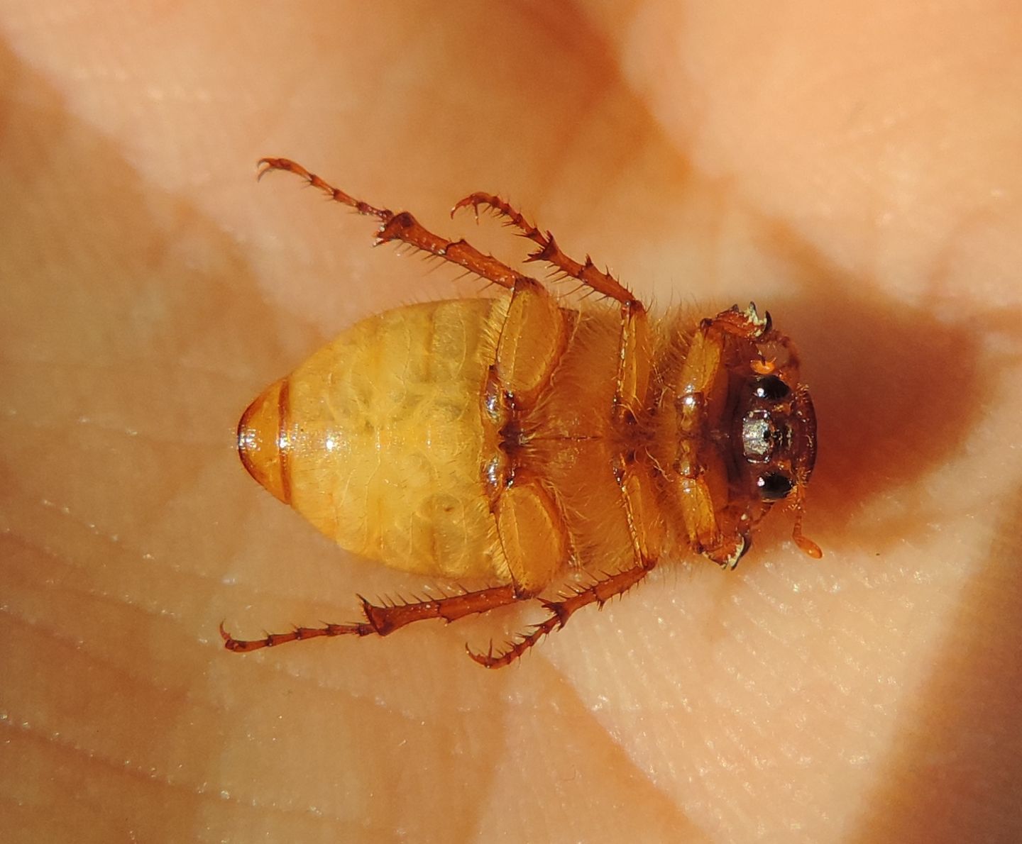 Amphimallon cfr. assimile (Melolonthidae)