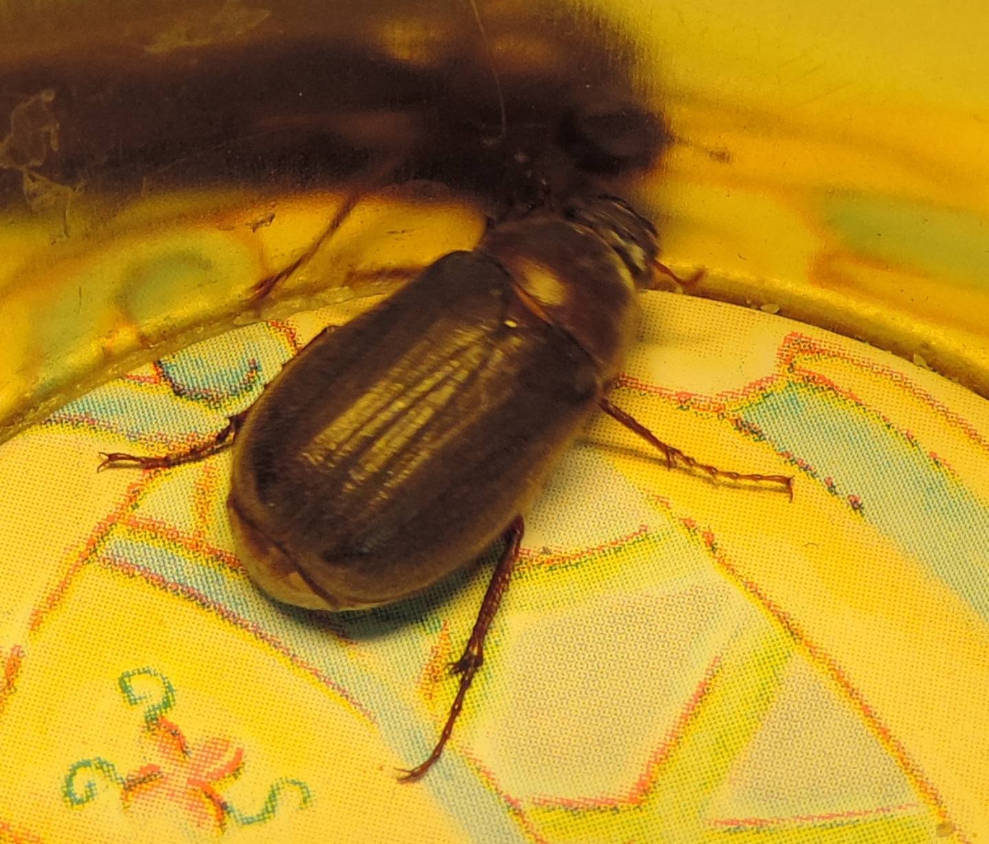 Melolonthidae, Aplidia transversa? S.