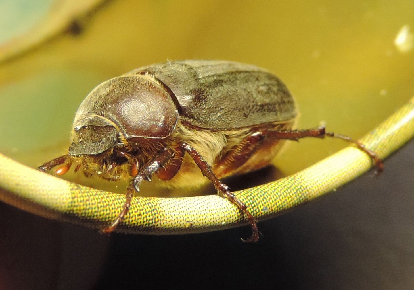 Melolonthidae, Aplidia transversa? S.